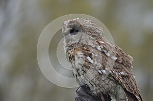 Little owl (Athene noctua)