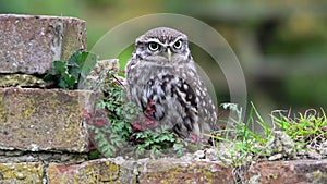 Little Owl Athene noctua