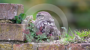 Little Owl Athene noctua