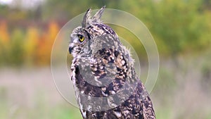 Little Owl Athene noctua
