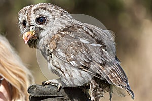 Little owl Athene noctua