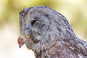 Little owl Athene noctua