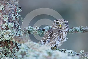 Little Owl, Athene noctua, in the autumn larch forest in central Europe, portrait of small bird in the nature habitat, Czech Repub