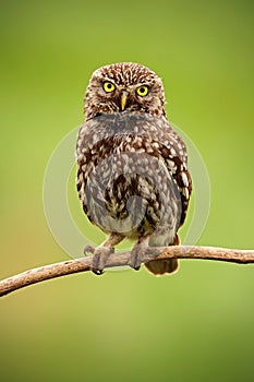 Little Owl, Athene noctua, bird in the nature habitat, clear green background, yellow eyes, Hungary