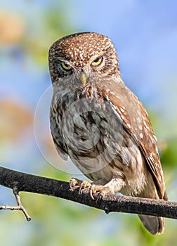 Little owl, Athene noctua. A bird sits on a branch and looks menacingly