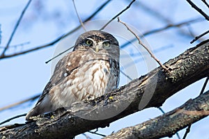 Little owl, Athene noctua. A bird sits on a tree branch near the nest