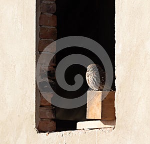 Little owl, Athene noctua. A bird sits in the window opening of an unfinished house