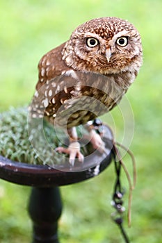 Little Owl Athene noctua photo