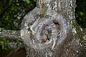 LITTLE OWL athene noctua, CHIK AT NEST ENTRANCE, NORMANDY IN FRANCE