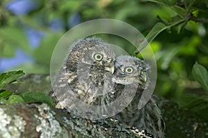 LITTLE OWL athene noctua, CHIK STANDING ON BRANCH NEAR NEST, NORMANDY IN FRANCE