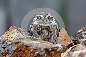 Little Owl Athene noctua in completely natural habitat