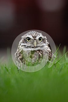 Little Owl Athene noctua in completely natural habitat