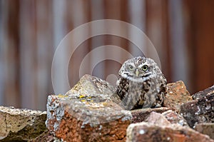 Little Owl Athene noctua in completely natural habitat