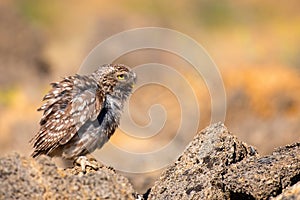 Little owl Athene noctua fluffed its feathers