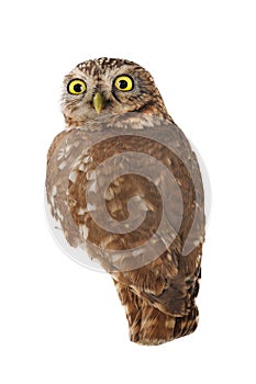 Little Owl Athene noctua isolated on white photo