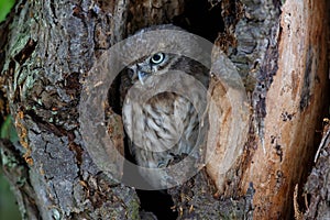 Little Owl Athene noctua juvenile  in the Netherlands.