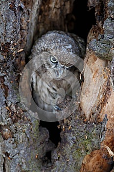 Little Owl Athene noctua juvenile  in the Netherlands.