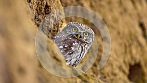 Little owl (Athene noctua) in natural habitat