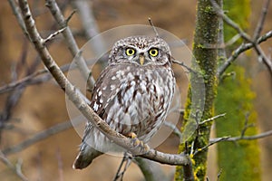 Little owl (Athene noctua) in natural habitat