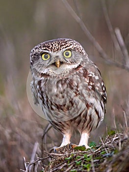 Little owl (Athene noctua) in natural habitat