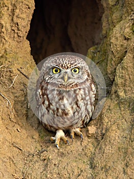 Little owl (Athene noctua) in natural habitat