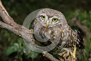 Little owl or Athene noctua perched on branch