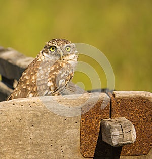 Little Owl on a wooden carriage