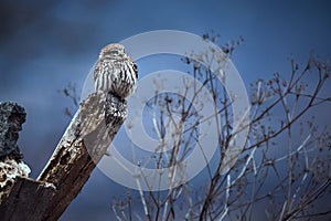 Little owl Athene noctua sittin on the ruins of the house in Bulgaria.