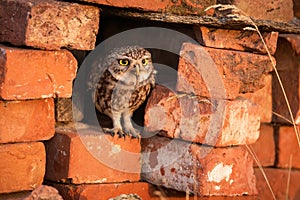 Little owl sitting in a hole inside brick wall and holding a worm in the beak.