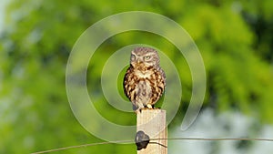 Little Owl Athene Noctua - sitting on the pole, honking and then fly away, green background