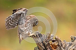 The little owl Athene noctua sitting on a stick with open wings