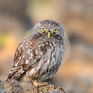 Little owl Athene noctua sitting on a stone and looks into the camera