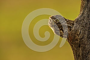 Little Owl - Athene noctua, small beautiful owl