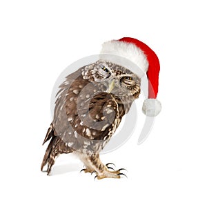 Little Owl Athene noctua standing with santa hat. Isolated on white background