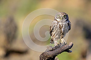 The little owl Athene noctua stands on a branch on a colorful background