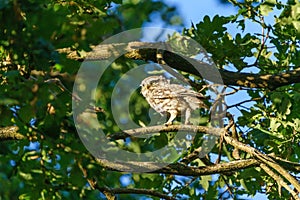 Little Owl (Athene noctua) surrounded by leaves in a tree, taken in the UK