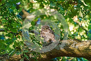 Little Owl (Athene noctua) surrounded by leaves in a tree, taken in the UK