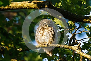 Little Owl (Athene noctua) surrounded by leaves in a tree, taken in the UK