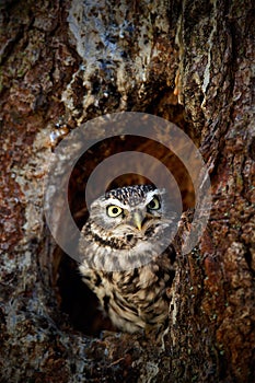 Little Owl, Athene noctua, in the tree nest hole forest in central Europe, portrait of small bird in the nature habitat, Czech Rep photo