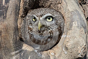 Little Owl (Athene Noctua)
