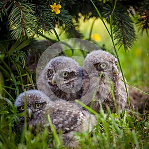 Little Owl Babies, 5 weeks old, on grass photo