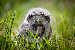 Little Owl Baby, 5 weeks old, on grass