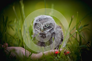 Little Owl Baby, 5 weeks old, on grass