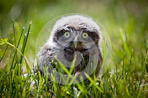 Little Owl Baby, 5 weeks old, on grass photo