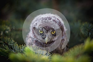 Little Owl Baby, 5 weeks old, on grass