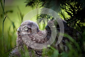 Little Owl Baby, 5 weeks old, on grass