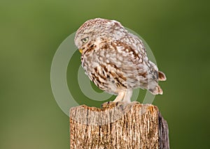 Little owl bird