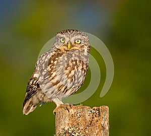 Little owl