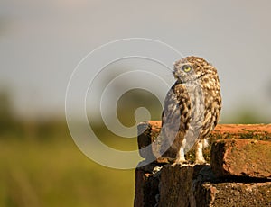 Little Owl on brick wall