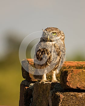 Little Owl on a brick wall